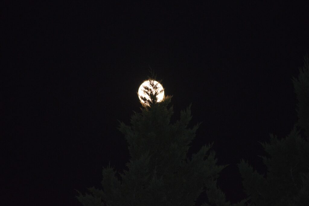 初回限定キャンペーンでお得に始める方法は？