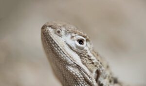 市販美顔器の効果は本当にあるのか？